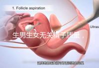 生男生女無關精子質量，分享成功懷男孩的4個細節經驗