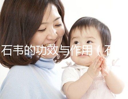 石韋的功效與作用(石韋的功效與作用主要治什么病)