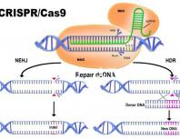 真偽難辨?一文了解林卡爾真假辨別7大方法