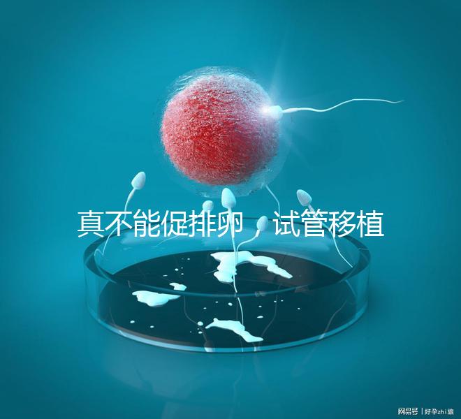 真不能促排卵,試管移植前吃優(yōu)思明作用與功效竟是這