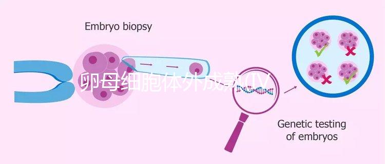 卵母細胞體外成熟(IVM)科普，不熟卵子未完的緣分