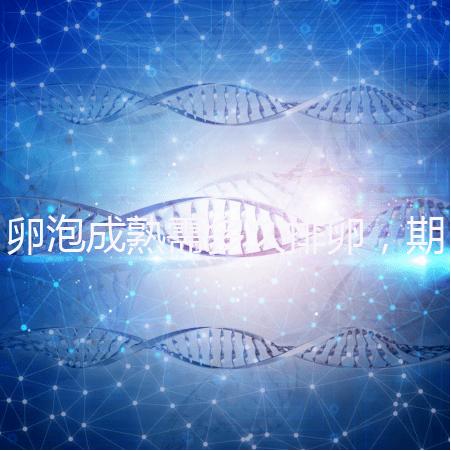 卵泡成熟需多久排卵,期間如何護(hù)理可提高受孕率