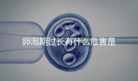 卵泡期過(guò)長(zhǎng)有什么危害是否會(huì)影響懷孕