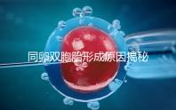 同卵雙胞胎形成原因揭秘，發育過程圖帶你弄清其中原理
