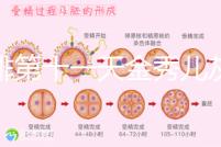 促排第十一天金秀兒灰印、白板均有希望,抽血hcg2懷孕懸