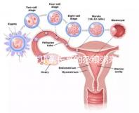 促進(jìn)兒童長(zhǎng)高的雜糧粥來了,世界公認(rèn)最快長(zhǎng)個(gè)早餐快安排
