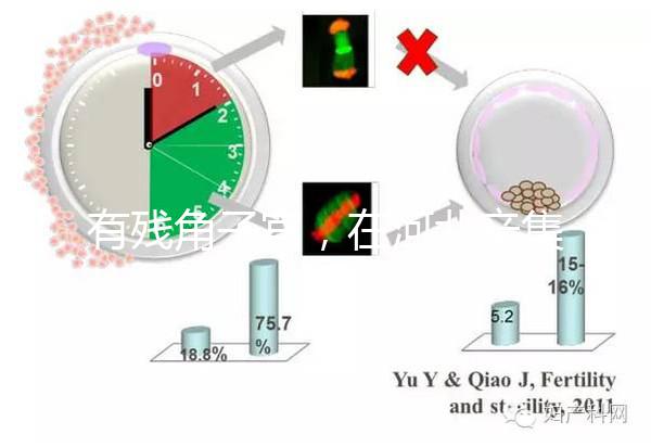 有殘角子宮，在河北辛集當地能做試管嬰兒嗎？