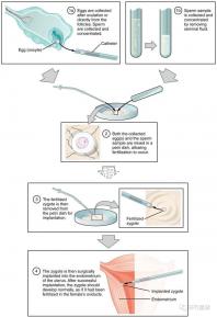 武漢四維彩超費(fèi)用表整理，內(nèi)附市婦保院超全預(yù)約攻略