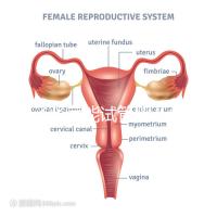 得了腎病能試管嬰兒懷孕嗎?哪些腎臟病不適宜懷孕?