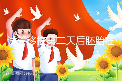 試管移植第二天后胚胎在干嘛！子宮內游走居無定所