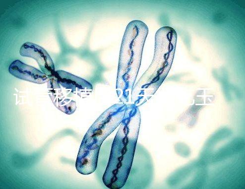 試管移植后21天能吃玉米嗎？孕婦多吃能減少便秘？