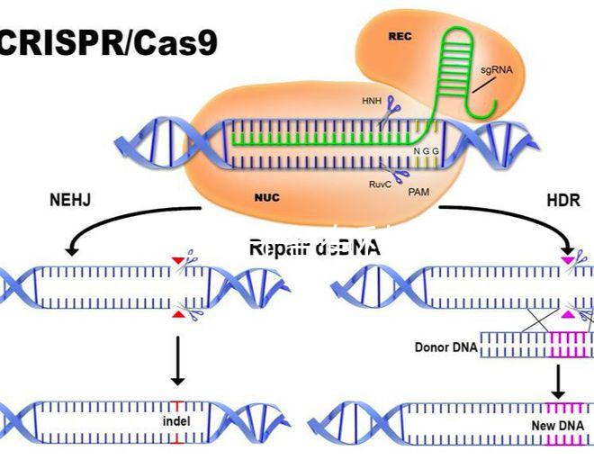 45歲生孩子各有利弊，對比優(yōu)缺點就知道好不好！