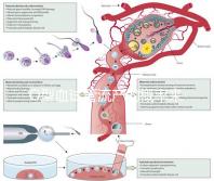O型血試管流產的概率來了,不知道該怎么辦